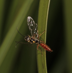 Tachynomyia abdominalis