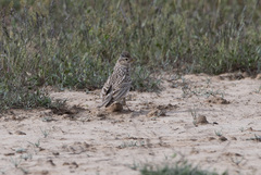 Alaudala heinei