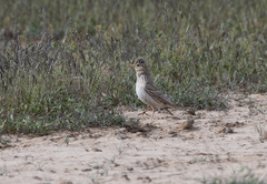 Alaudala heinei