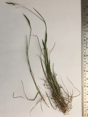 Rytidosperma clavatum