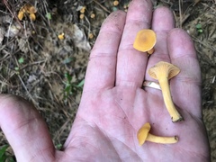 Cantharellus tabernensis