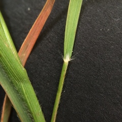 Rytidosperma clavatum