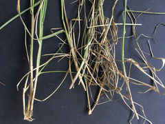 Rytidosperma clavatum