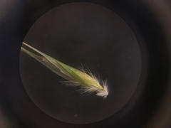 Rytidosperma clavatum