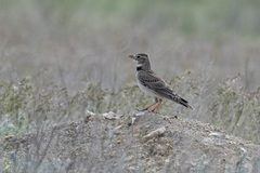Melanocorypha calandra