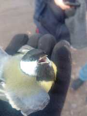 Parus major
