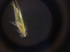 Rytidosperma clavatum