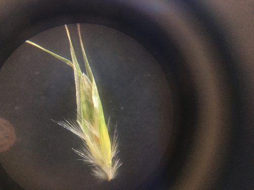 Rytidosperma clavatum