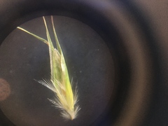 Rytidosperma clavatum