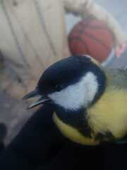 Parus major