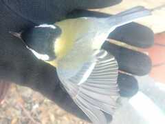 Parus major
