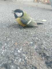 Parus major
