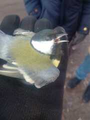 Parus major