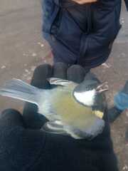 Parus major