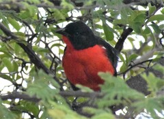 Laniarius atrococcineus