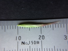 Rytidosperma clavatum