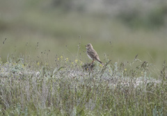Alaudala heinei