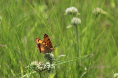 Catacroptera cloanthe