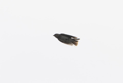 Alaudala heinei