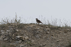 Melanocorypha calandra