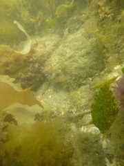 Brachaluteres jacksonianus