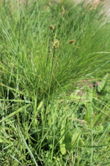 Cyperus uitenhagensis