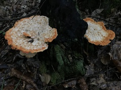 Piptoporellus soloniensis