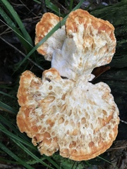 Piptoporellus soloniensis