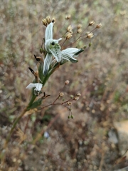 Chloraea multiflora