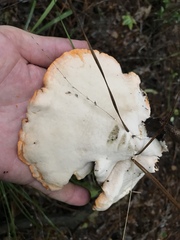 Piptoporellus soloniensis