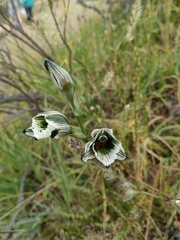 Chloraea multiflora