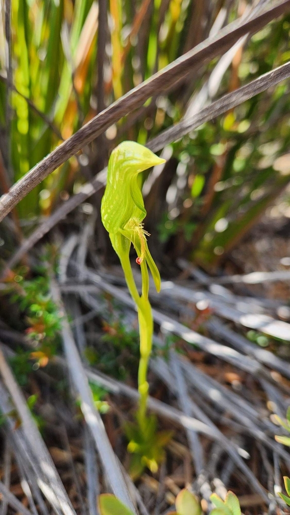 Pterostylis straminea