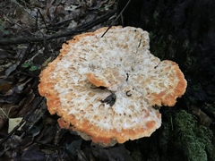 Piptoporellus soloniensis