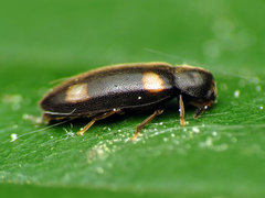 Spilotus quadripustulatus