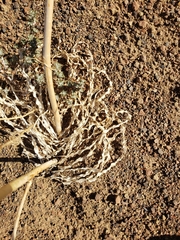 Chlorogalum pomeridianum