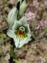 Chloraea multiflora