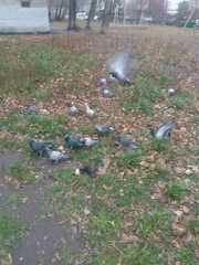 Columba livia domestica