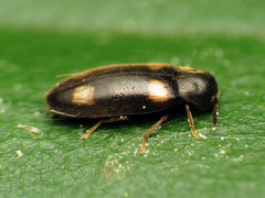 Spilotus quadripustulatus