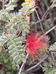 Calliandra californica