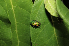 Scutiphora pedicellata