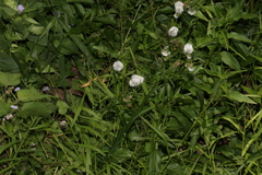 Gymnocoronis spilanthoides