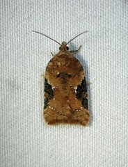 Acleris braunana