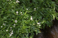 Gymnocoronis spilanthoides