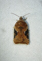 Acleris braunana