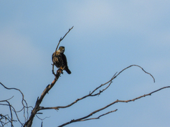 Falco columbarius suckleyi