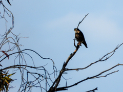 Falco columbarius suckleyi