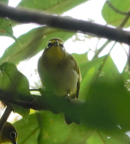 Kai Besar White-eye (Zosterops grayi), photo 2