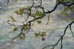 Quercus douglasii