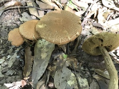 Leccinellum rugosiceps
