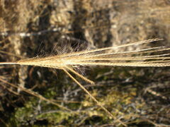 Eleusininae